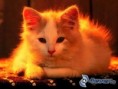 /album/fotogaleria/obrazky-4ever-sk-macka-7854261-jpg/